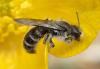 Chelostoma sp.